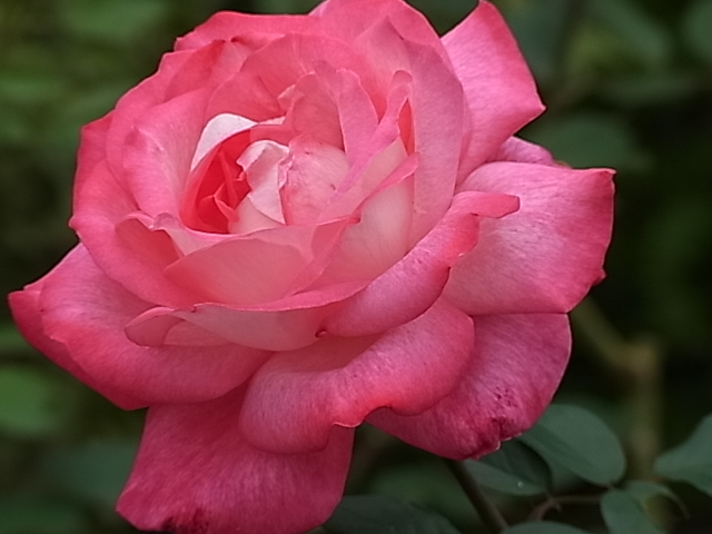 c0209377_1565925.jpg