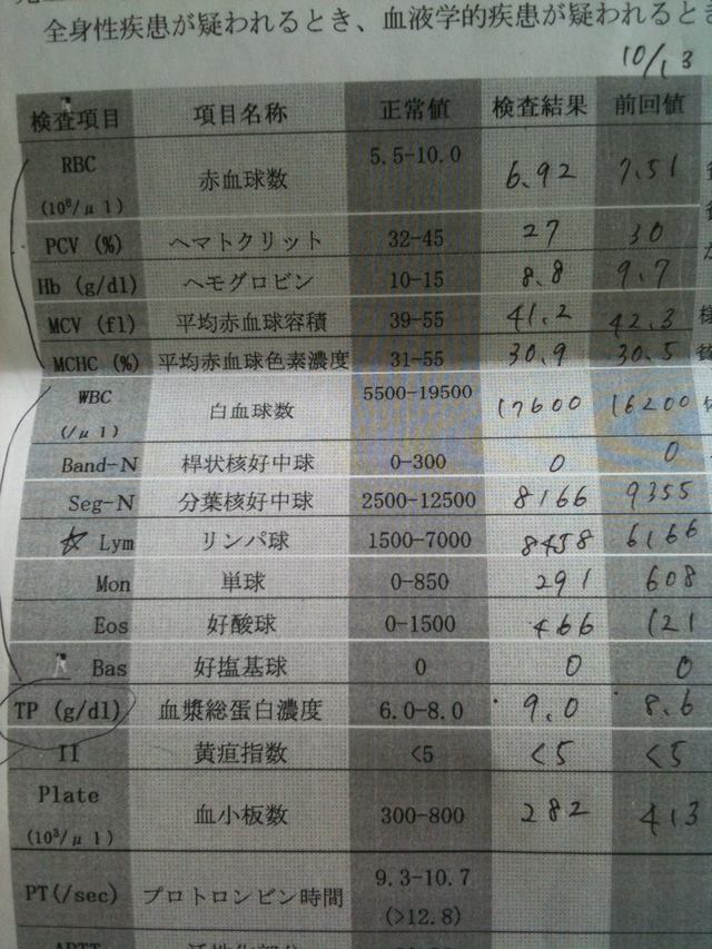 29日目  リンパ球が増加傾向_e0247977_1427818.jpg