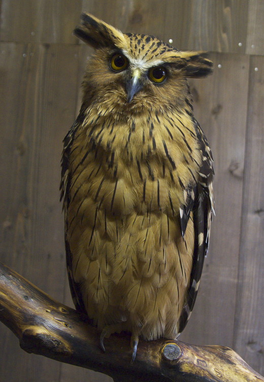 マレーウオミミズク 野鳥たちとの思い出 マレーウオミミズク 野鳥たちとの思い出