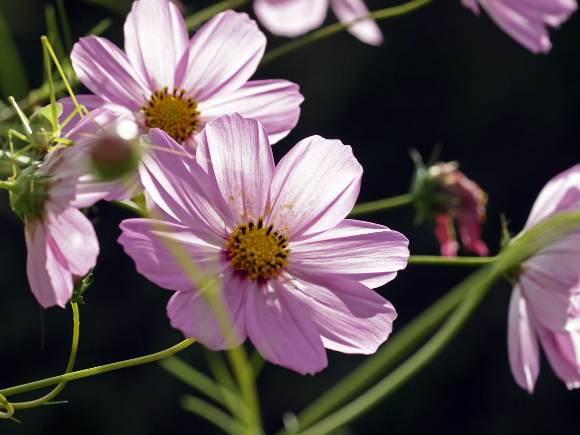 タムロンSP90Macro F2.5 再び !_a0110584_2111778.jpg