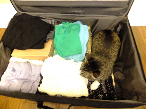 実は 日本に行きますと 猫ズ スーツケース バンクーバー日々是々