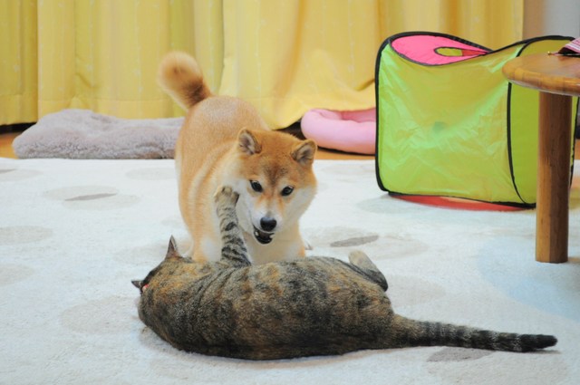 じいちゃん vs ばあちゃん??_a0126590_029474.jpg