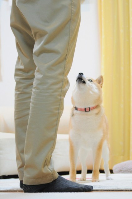 じいちゃん vs ばあちゃん??_a0126590_036349.jpg