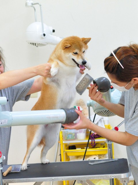 ピッカピカかぼちゃん_a0126590_21134391.jpg