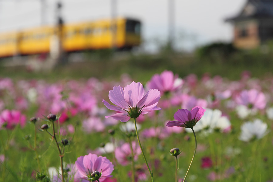 11.10.08&09：コスモスを求めて、向かうは三岐鉄道東員駅４－完_c0007190_18394810.jpg