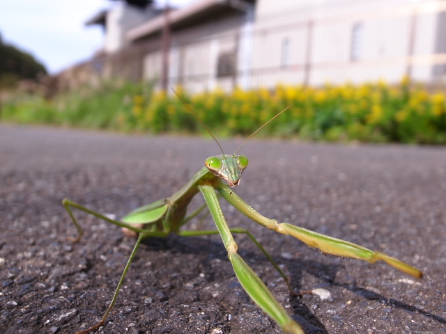 いろは坂～戦車道路_d0081997_18494221.jpg