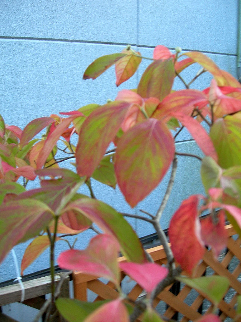 c0220700_2384992.jpg