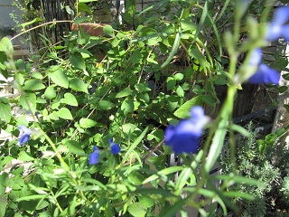 c0152002_10592353.jpg