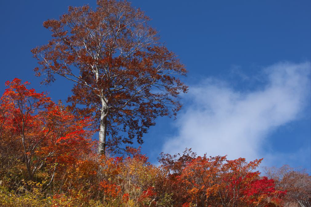 １０月１８日白山スーパー林道へ行ってきました。_f0000502_1922313.jpg