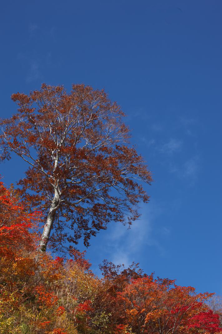 １０月１８日白山スーパー林道へ行ってきました。_f0000502_1922541.jpg