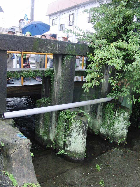 グラウンドワーク三島の皆さんが田宿川を視察訪問_f0141310_816182.jpg