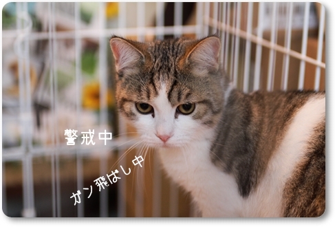 この猫さん、もしかしたら・・・_c0222816_21122721.jpg