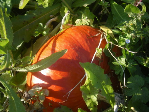 c0124619_45112.jpg