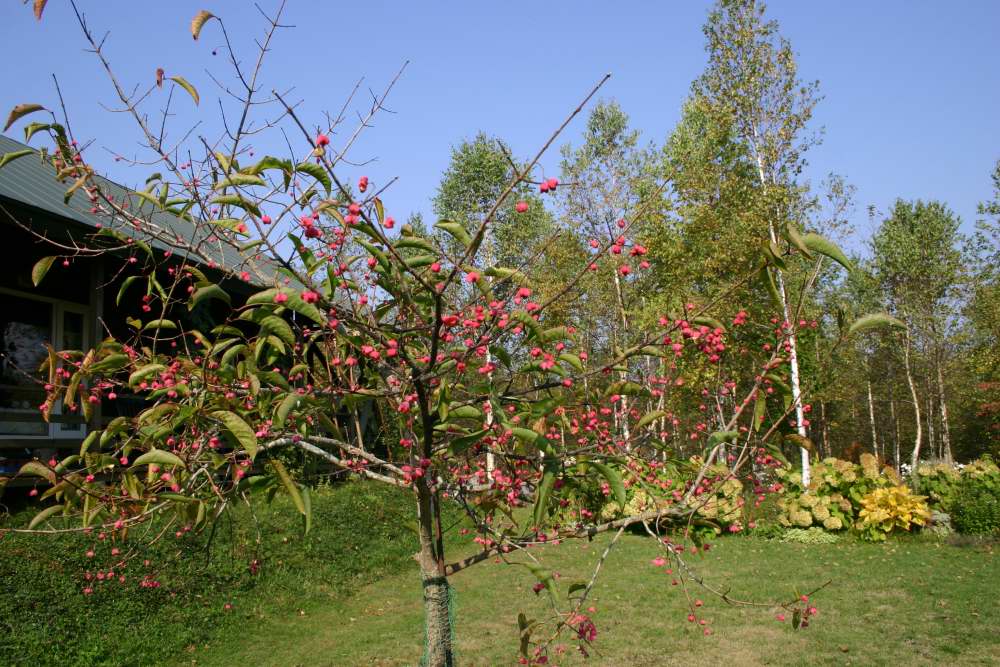 d0143719_95734100.jpg