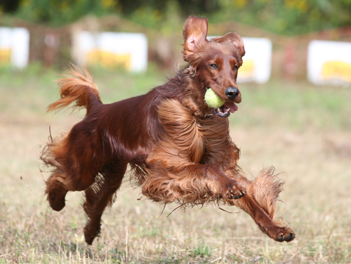 ドッグランフィールドで秋の飛行犬撮影会 飛行犬撮影所 Kobe ドッグランフィールドで秋の飛行犬撮影会 飛行犬撮影所 Kobe