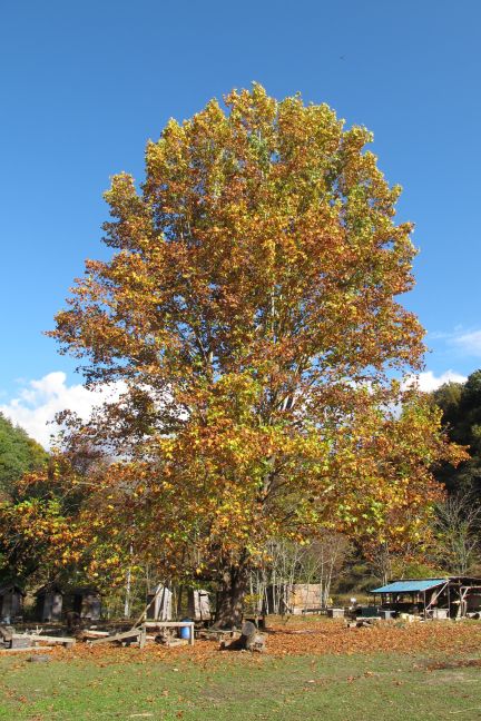 e0015223_22412876.jpg