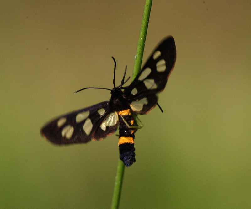 カノコガ Amata fortunei_f0161823_16314793.jpg