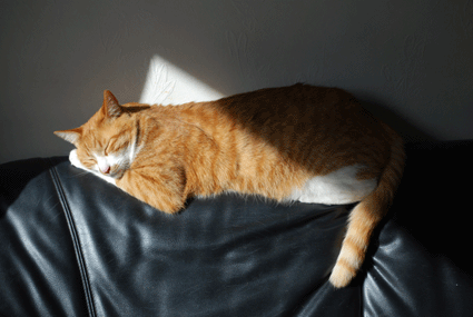 c0019433_1011259.gif
