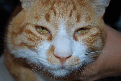 c0019433_1012732.gif