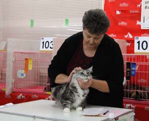 TICA&AJC CATSHOW １０月１５－１６日お礼_f0168339_2317246.jpg