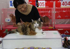 TICA&AJC CATSHOW １０月１５－１６日お礼_f0168339_23182420.jpg