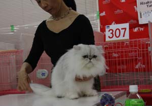 TICA&AJC CATSHOW １０月１５－１６日お礼_f0168339_23183629.jpg