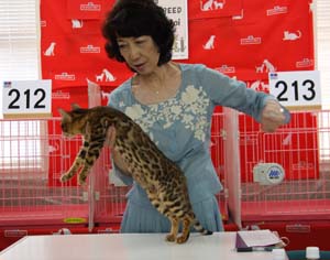 TICA&AJC CATSHOW １０月１５－１６日お礼_f0168339_23205264.jpg