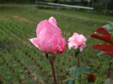 c0202242_11421823.jpg