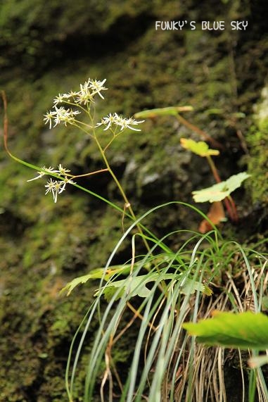 c0145250_1258815.jpg