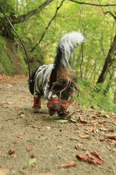c0145250_1814048.gif