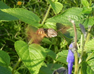e0172950_23264981.jpg