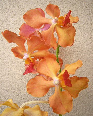 a0001354_18130100.gif