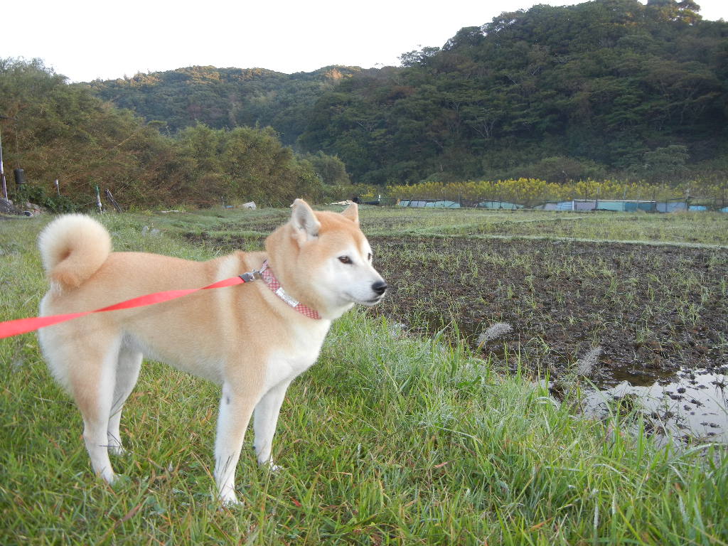 2011年10月24日(月)まだ痛いよ~!_f0060461_11253185.jpg