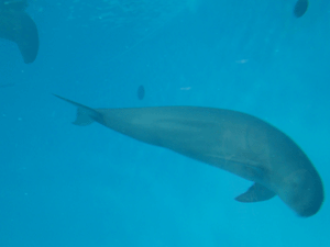 宮島水族館_d0137664_10493514.gif