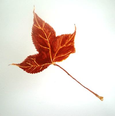 d0137664_1123788.gif
