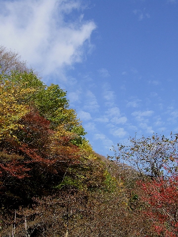 11/10/24　～久住の紅葉～_d0019169_11495626.jpg