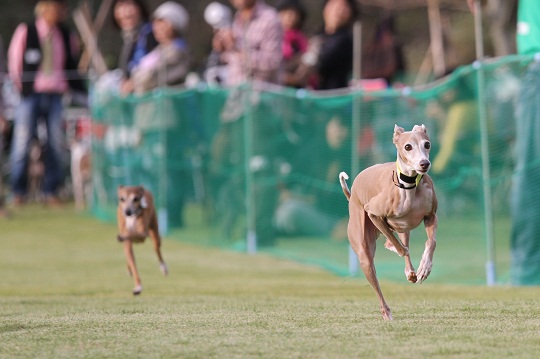 ドックスフィールドで第19回イタグレの集い（その2）_e0062371_21363390.jpg