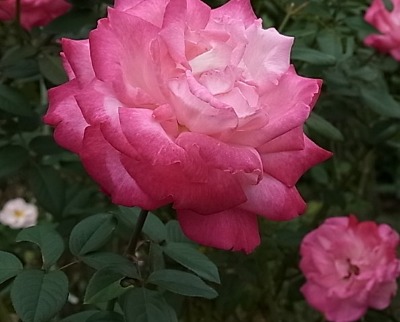 c0209377_21263497.jpg