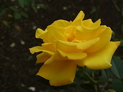 c0209377_21275925.jpg