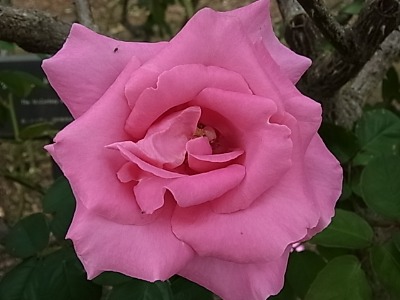 c0209377_21313286.jpg