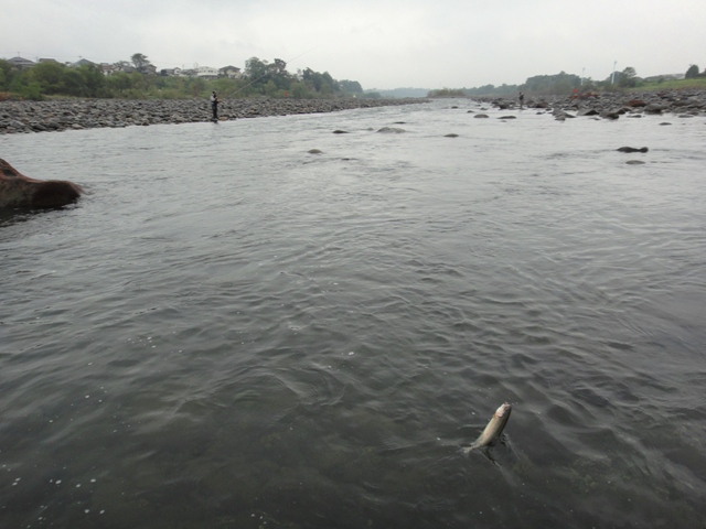c0157482_1535246.jpg