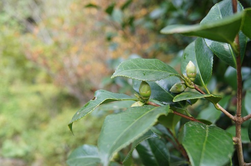 b0225187_2157276.jpg