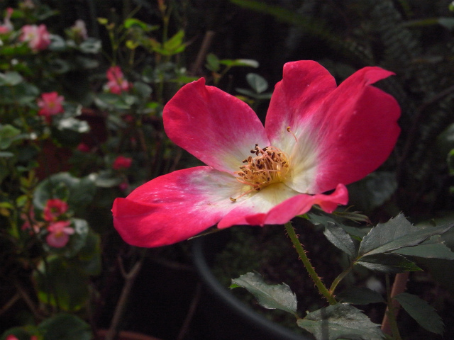 c0132387_22122497.jpg