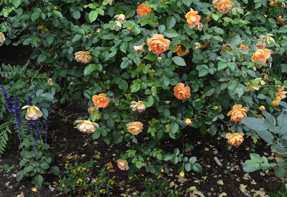 d0099791_20292915.jpg