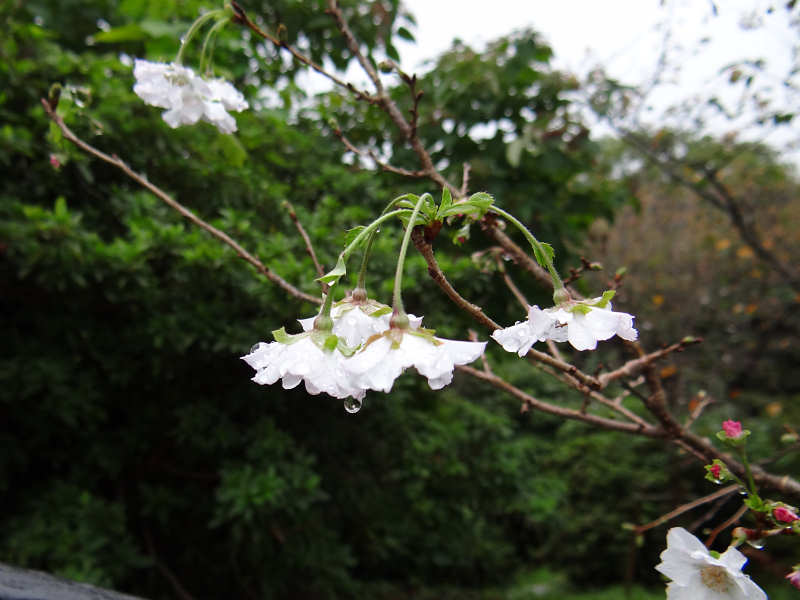 十月桜（西公園 2011/10/05撮影）_f0204094_23443453.jpg