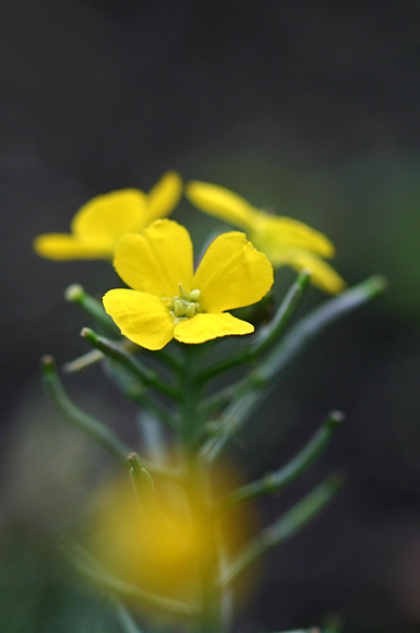 黄色の花　2題_d0036708_19573190.jpg