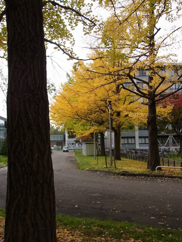 北海道大学からの贈り物 GiFT_c0025115_1848286.jpg