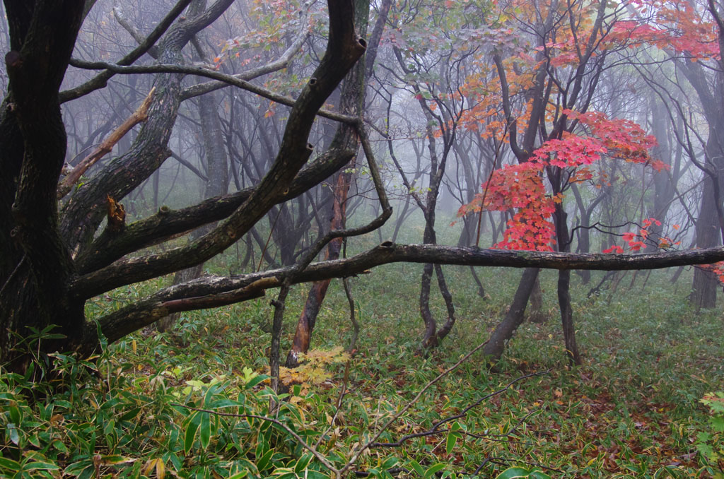 那須　平成の森　2_d0192516_17445498.jpg