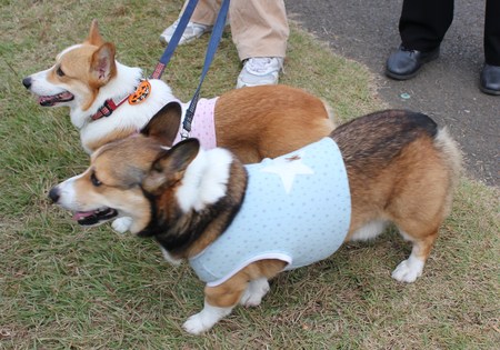 昭和記念公園のコスモス ②_f0155118_2171263.jpg