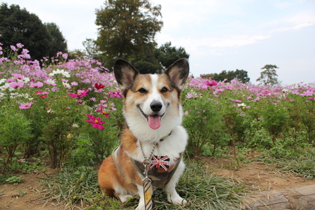 昭和記念公園のコスモス ②_f0155118_218425.jpg